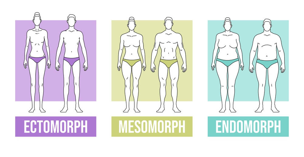 Körpertypen - Ectomorph, Mesomorph und Endomorph - Eine Übersicht inkl. Stoffwechseltyp